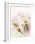 Flowers Aglow III-Judy Stalus-Framed Photographic Print