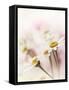 Flowers Aglow III-Judy Stalus-Framed Stretched Canvas