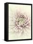 Flowers Aglow IV-Judy Stalus-Framed Stretched Canvas