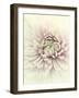 Flowers Aglow IV-Judy Stalus-Framed Photographic Print