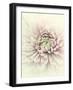 Flowers Aglow IV-Judy Stalus-Framed Photographic Print