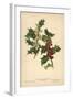 Flowers and Berries of the Holly-William Henry James Boot-Framed Giclee Print