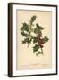 Flowers and Berries of the Holly-William Henry James Boot-Framed Giclee Print