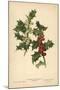 Flowers and Berries of the Holly-William Henry James Boot-Mounted Giclee Print