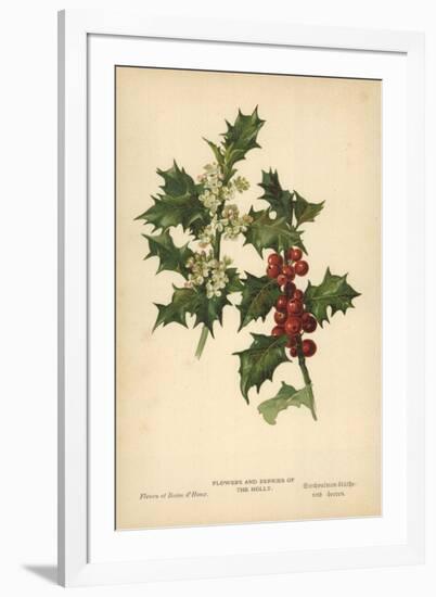 Flowers and Berries of the Holly-William Henry James Boot-Framed Giclee Print