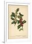 Flowers and Berries of the Holly-William Henry James Boot-Framed Giclee Print