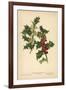 Flowers and Berries of the Holly-William Henry James Boot-Framed Giclee Print