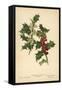 Flowers and Berries of the Holly-William Henry James Boot-Framed Stretched Canvas