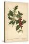 Flowers and Berries of the Holly-William Henry James Boot-Stretched Canvas