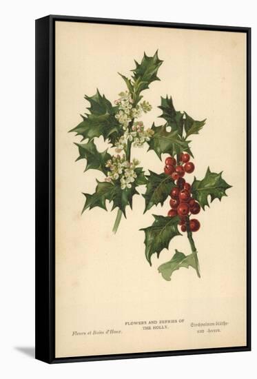 Flowers and Berries of the Holly-William Henry James Boot-Framed Stretched Canvas