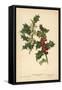 Flowers and Berries of the Holly-William Henry James Boot-Framed Stretched Canvas