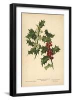 Flowers and Berries of the Holly-William Henry James Boot-Framed Giclee Print