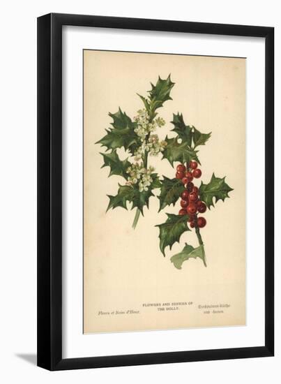 Flowers and Berries of the Holly-William Henry James Boot-Framed Giclee Print