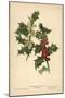 Flowers and Berries of the Holly-William Henry James Boot-Mounted Giclee Print