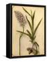 Flowers and Bulb, 1870s-Pietro Guidi-Framed Stretched Canvas