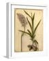 Flowers and Bulb, 1870s-Pietro Guidi-Framed Giclee Print