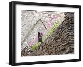 Flowers and Church Ruins, County Waterford, Ireland-William Sutton-Framed Photographic Print