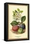 Flowers and Fruit of a Plum-W.h.j. Boot-Framed Stretched Canvas