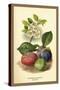 Flowers and Fruit of a Plum-W.h.j. Boot-Stretched Canvas