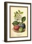 Flowers and Fruit of a Plum-W.h.j. Boot-Framed Art Print