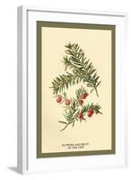 Flowers and Fruit of the Yew-W.h.j. Boot-Framed Art Print