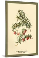 Flowers and Fruit of the Yew-W.h.j. Boot-Mounted Art Print