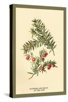 Flowers and Fruit of the Yew-W.h.j. Boot-Stretched Canvas