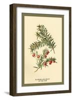 Flowers and Fruit of the Yew-W.h.j. Boot-Framed Art Print