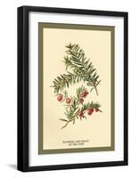 Flowers and Fruit of the Yew-W.h.j. Boot-Framed Art Print