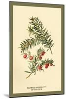 Flowers and Fruit of the Yew-W.h.j. Boot-Mounted Art Print