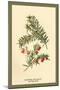 Flowers and Fruit of the Yew-W.h.j. Boot-Mounted Art Print