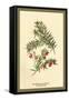 Flowers and Fruit of the Yew-W.h.j. Boot-Framed Stretched Canvas