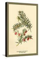 Flowers and Fruit of the Yew-W.h.j. Boot-Stretched Canvas