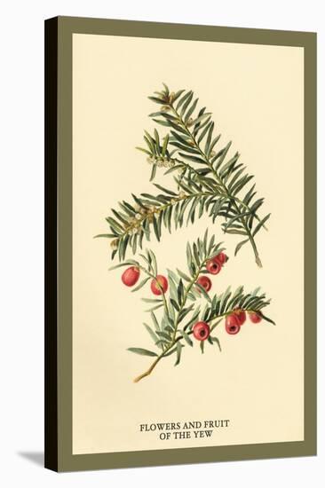 Flowers and Fruit of the Yew-W.h.j. Boot-Stretched Canvas