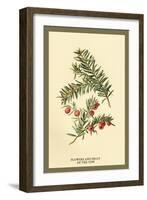 Flowers and Fruit of the Yew-W.h.j. Boot-Framed Art Print