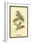 Flowers and Fruit of the Yew-W.h.j. Boot-Framed Art Print