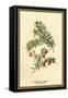 Flowers and Fruit of the Yew-W.h.j. Boot-Framed Stretched Canvas