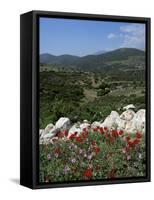 Flowers and Landscape, Greece-Tony Gervis-Framed Stretched Canvas