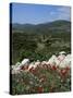 Flowers and Landscape, Greece-Tony Gervis-Stretched Canvas