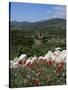 Flowers and Landscape, Greece-Tony Gervis-Stretched Canvas