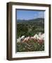 Flowers and Landscape, Greece-Tony Gervis-Framed Photographic Print