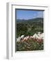 Flowers and Landscape, Greece-Tony Gervis-Framed Photographic Print