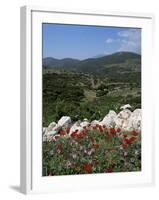 Flowers and Landscape, Greece-Tony Gervis-Framed Photographic Print