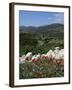 Flowers and Landscape, Greece-Tony Gervis-Framed Photographic Print