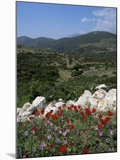 Flowers and Landscape, Greece-Tony Gervis-Mounted Photographic Print