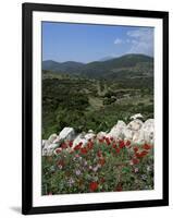 Flowers and Landscape, Greece-Tony Gervis-Framed Photographic Print