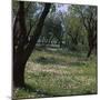 Flowers and olive trees in April in Phocis-CM Dixon-Mounted Photographic Print