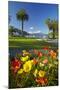 Flowers and Palm Trees, Foreshore Reserve, Picton, Marlborough Sounds, South Island, New Zealand-David Wall-Mounted Photographic Print