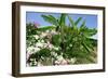 Flowers and Palms, Katelios, Kefalonia, Greece-Peter Thompson-Framed Photographic Print