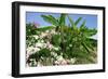 Flowers and Palms, Katelios, Kefalonia, Greece-Peter Thompson-Framed Photographic Print